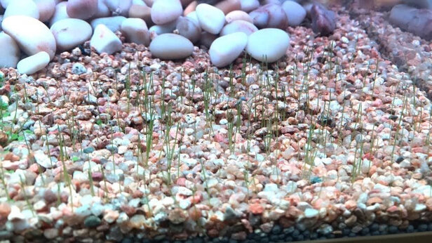 水草泥