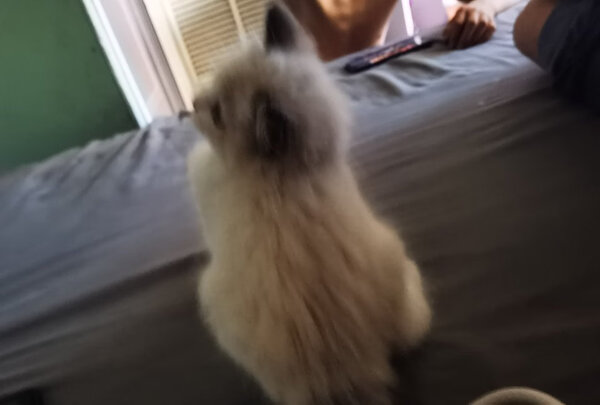 猫包