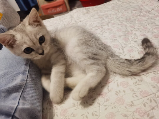 猫包