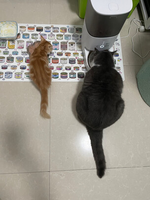 猫碗狗碗