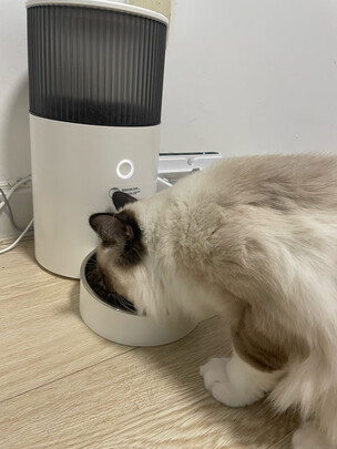 猫碗狗碗