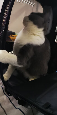 宠物航空箱