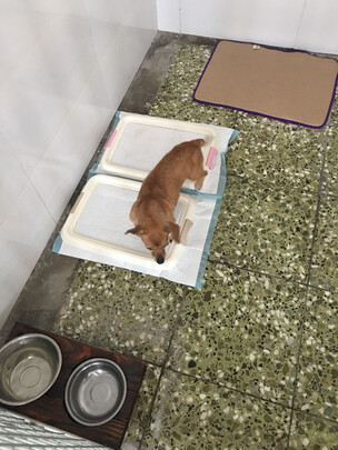 狗厕所