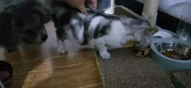 猫罐头