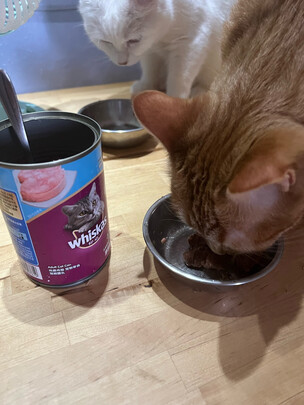 猫罐头