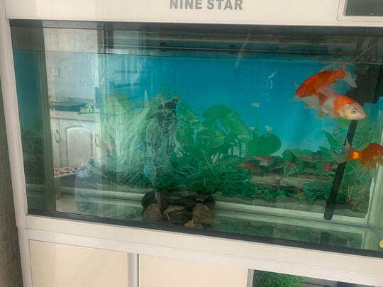 鱼缸净水剂