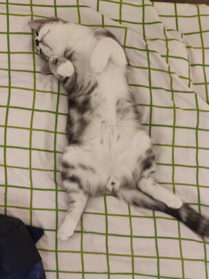 猫粮
