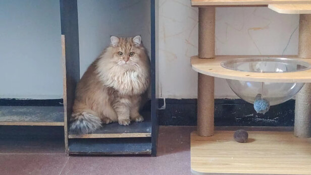 猫砂