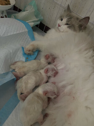 猫粮罐头