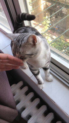 猫粮