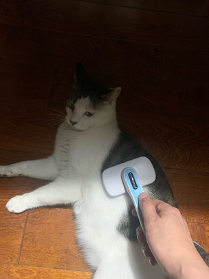 猫狗梳子