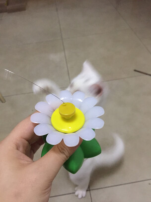 逗猫玩具