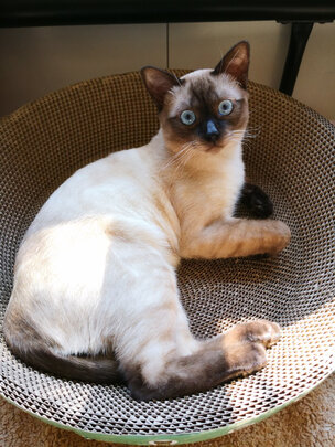 猫窝
