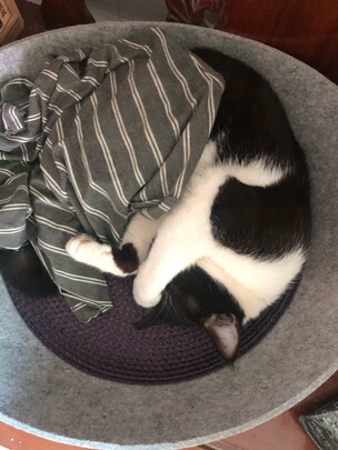 豆腐猫砂