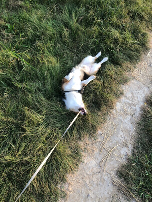 狗狗牵引绳