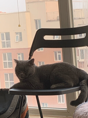猫粮罐头