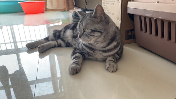 猫粮