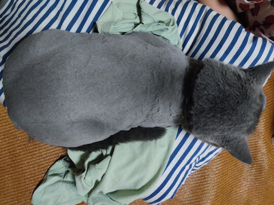 狗狗剃毛器