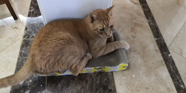 猫窝