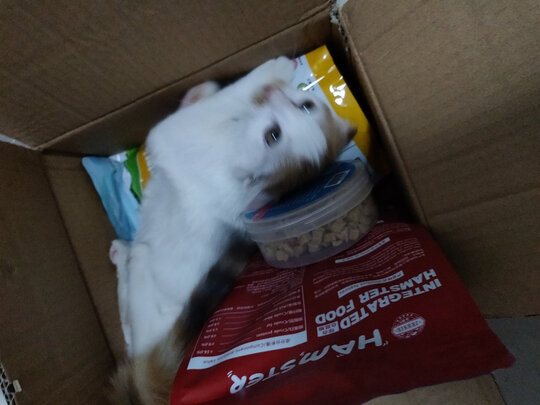 仓鼠粮食