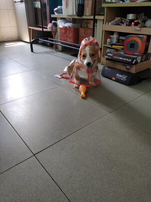 狗狗雨衣