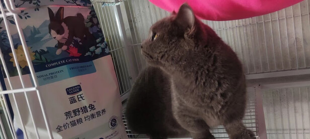 猫粮