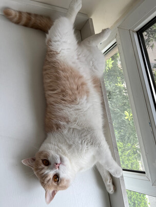 猫粮