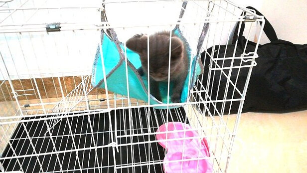  猫笼