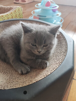 猫冻干