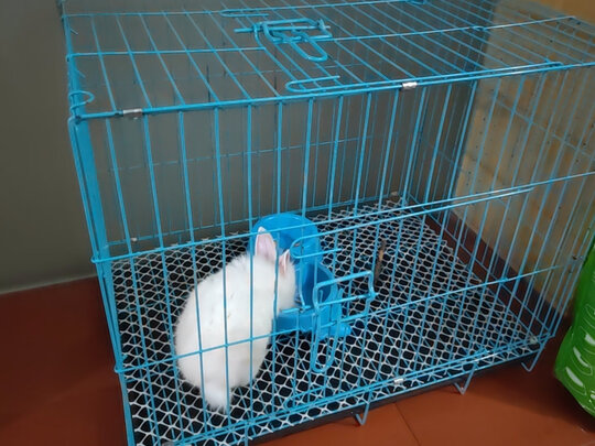 兔笼子