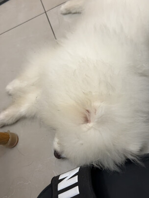 狗狗磨牙棒