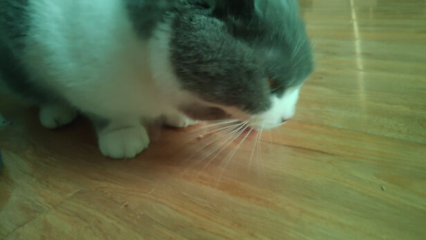 猫条猫零食