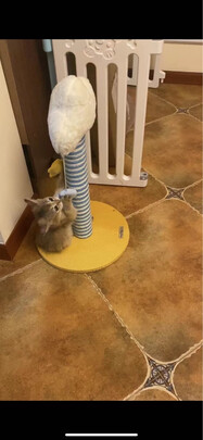 猫爬架
