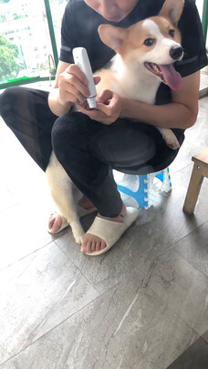  宠物磨甲器