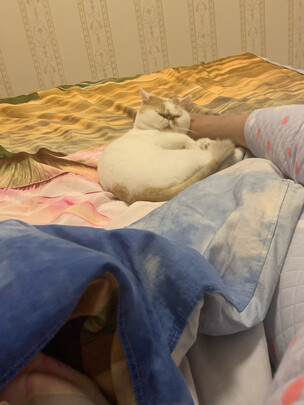  狗狗剃毛器