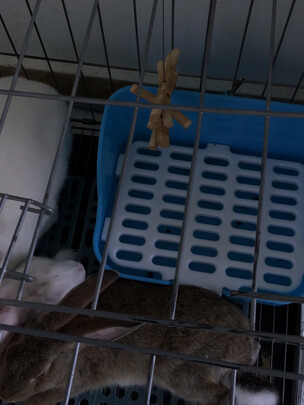 兔子零食
