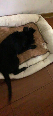狗窝