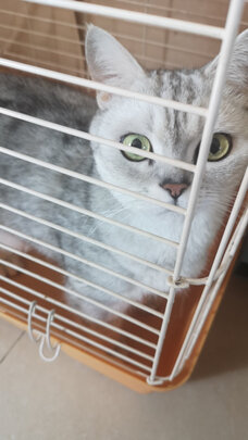 逗猫棒