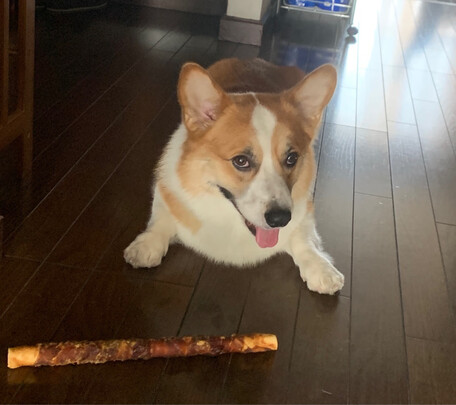 狗狗磨牙棒