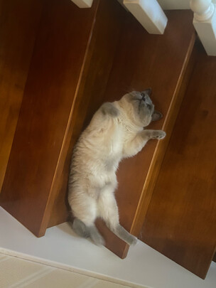 猫粮