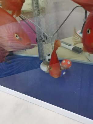 鱼缸氧气泵
