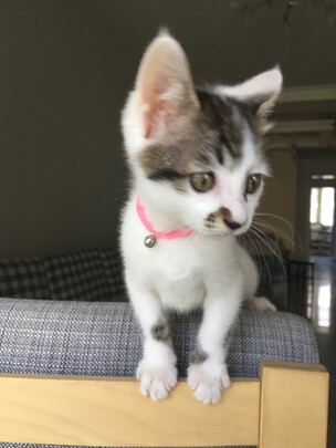 猫咪指甲剪