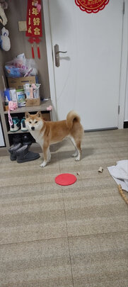 狗粮