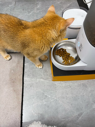 猫碗狗碗