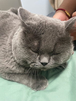 猫砂盆