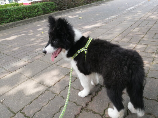 狗粮