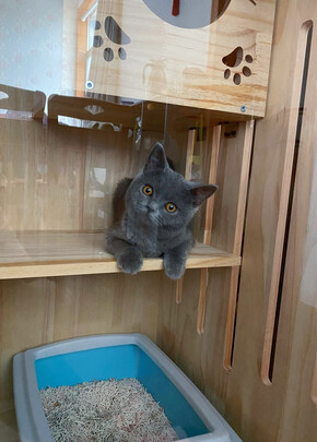 猫笼