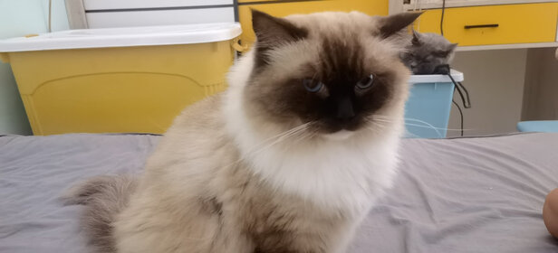 膨润土猫砂