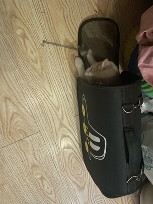 猫包