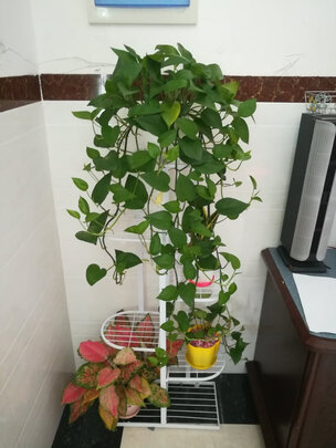 花架